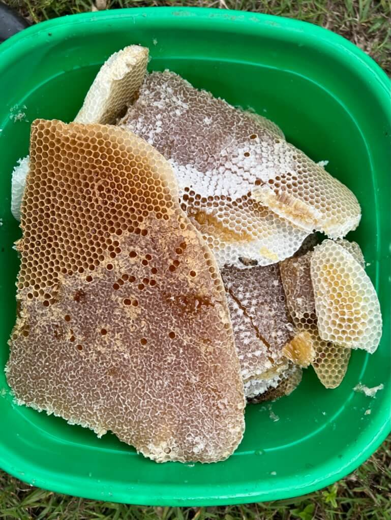 A green container holds several pieces of honeycomb, featuring hexagonal cells filled with honey and wax. The honeycombs vary in color, from light to dark brown, contrasting with the vibrant green of the container. Uganda Amatsiko Tours