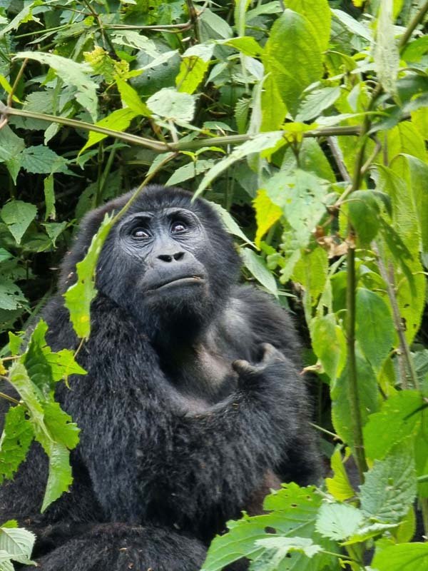 A gorilla sitting among lush green foliage, looking upward thoughtfully. The dense leaves surround the animal, creating a natural habitat. The gorilla's facial expression appears contemplative. Uganda Amatsiko Tours