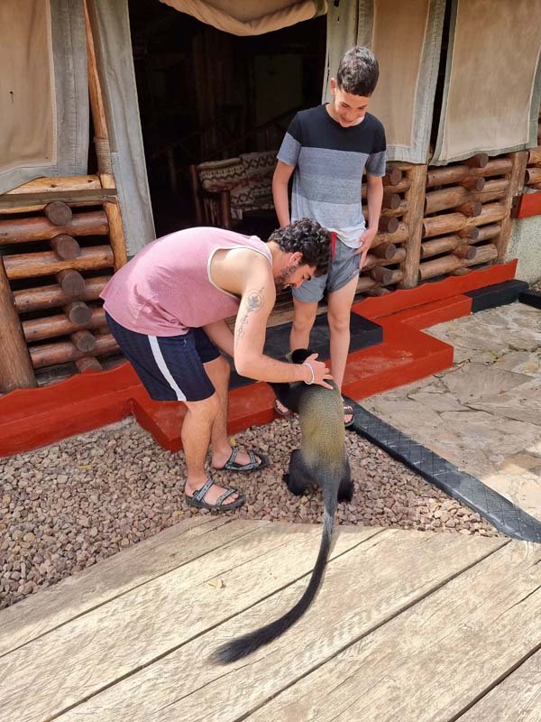 Two individuals interact with a monkey outside a building with wooden features and fabric curtains. One person bends down to pet the monkey, while the other stands nearby, both smiling. The scene is set on a rocky and wooden surface. Uganda Amatsiko Tours