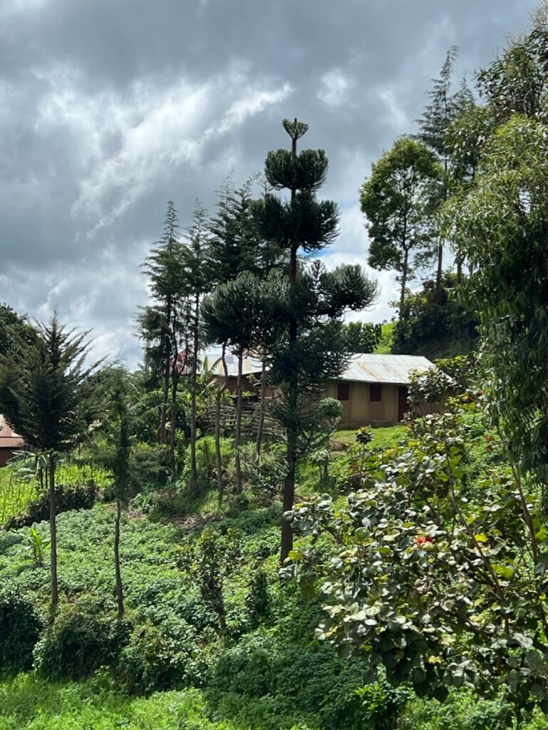 A scenic view of a lush green landscape with tall pine trees and a small, rustic building. The sky is overcast with dark clouds, casting a moody atmosphere over the verdant scene. Uganda Amatsiko Tours