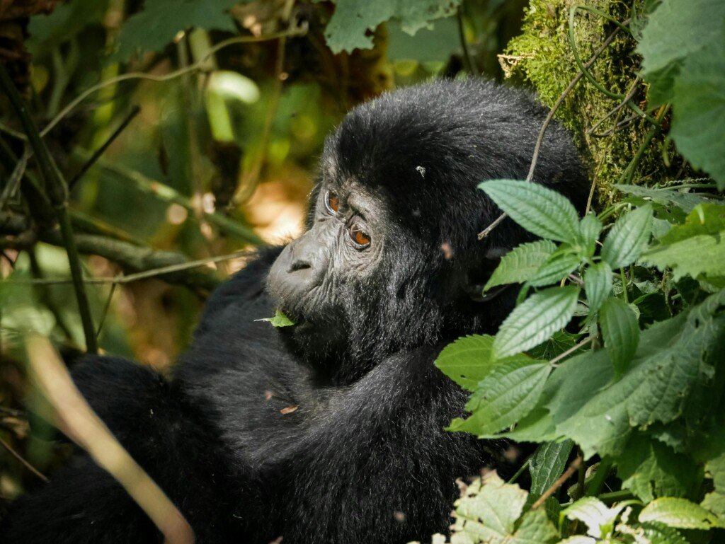 Bwindi Mountain Gorilla Trekking