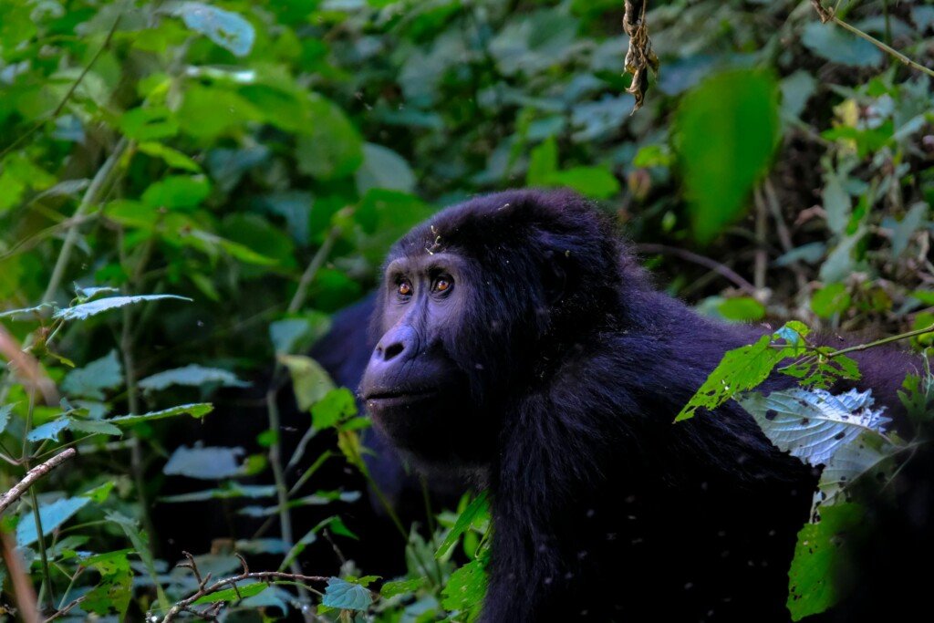 Gorilla Around Bushes on an African Safari