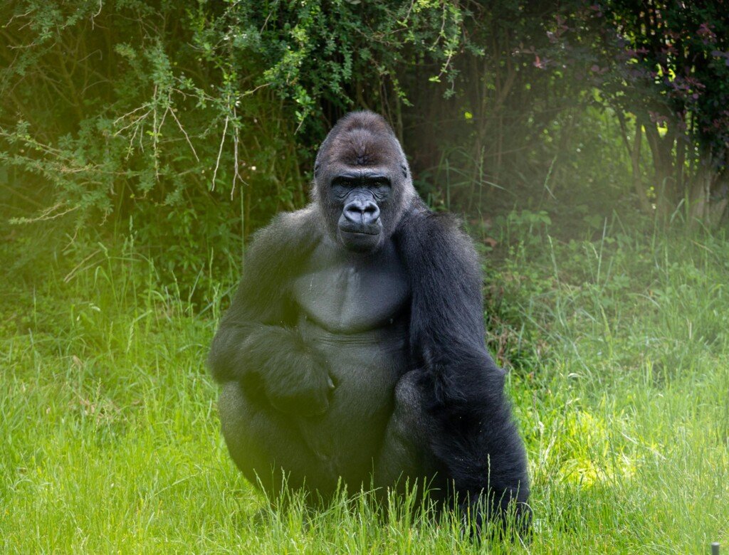 Gorilla Sitting on Green Grass
