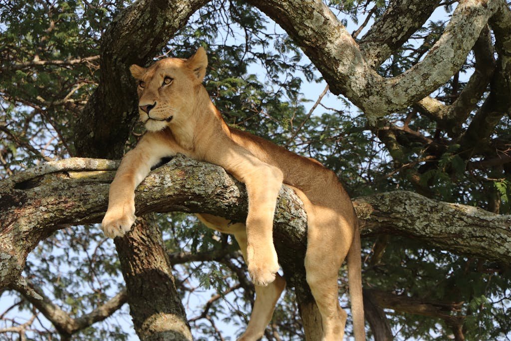 Lion up a Tree