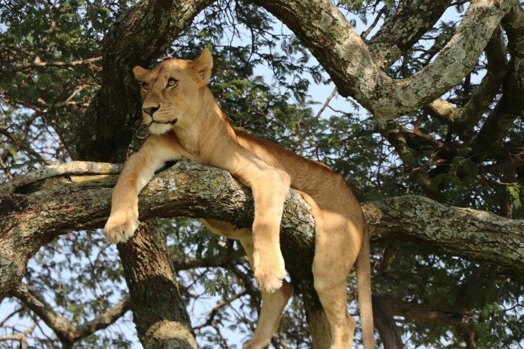 Lion up a Tree