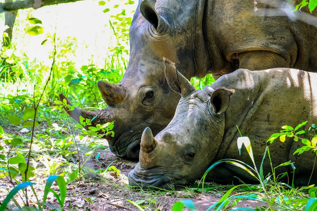 Two Brown Rhinoceros on Grass Field