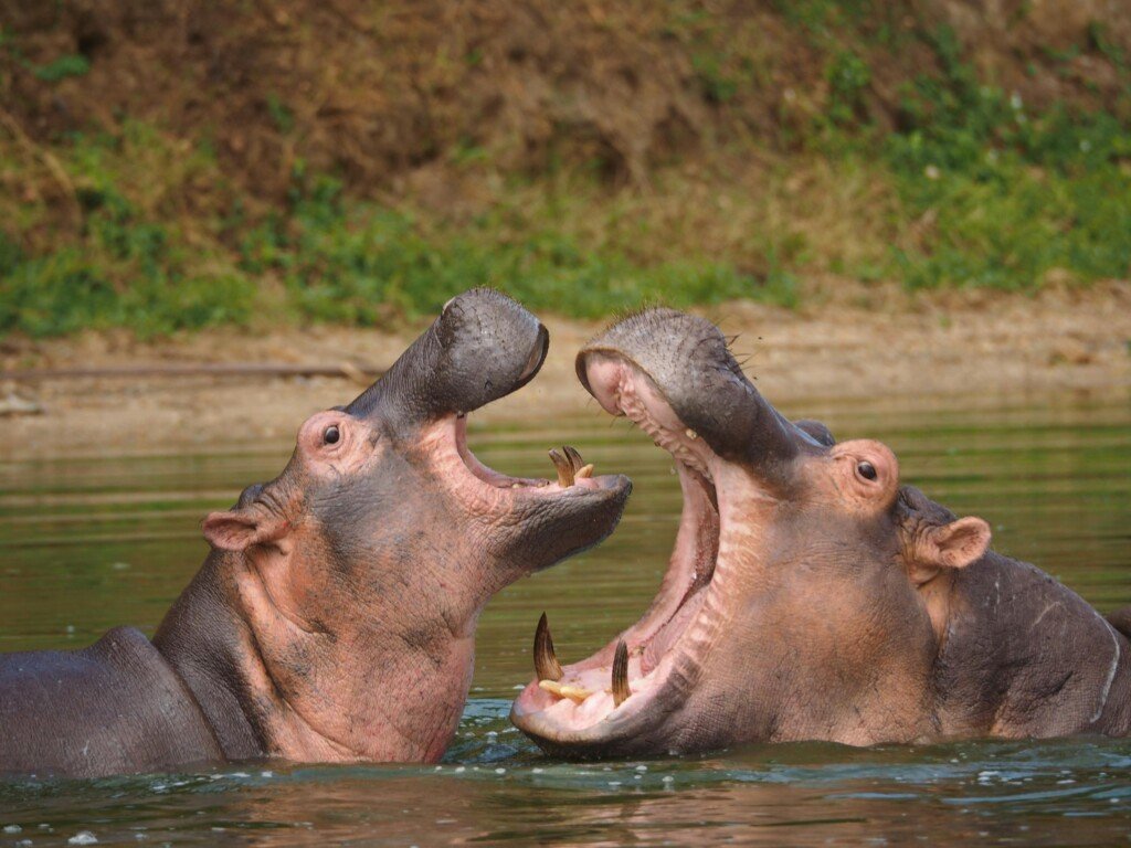 Two hippos playfully interacting in a Ugandan lake, captured in the wild.
