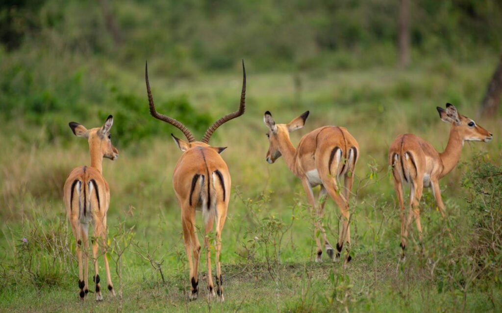 5-day Uganda safari