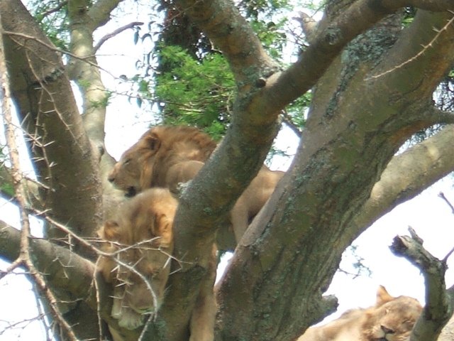 East Africa Tours and Safaris