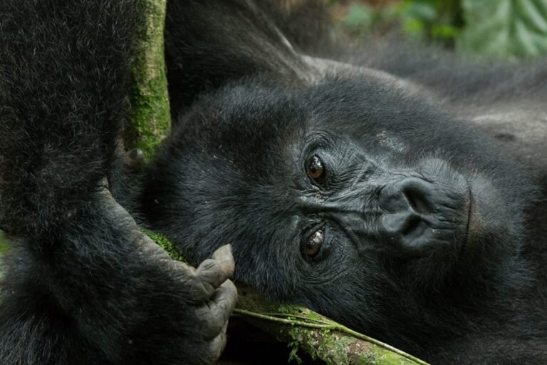 A mountain gorilla lying on its back, gazing upward in the lush forests of Uganda.