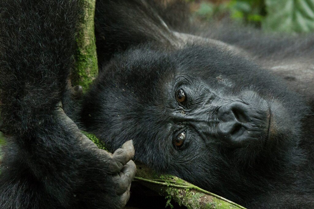 how much is a gorilla permit