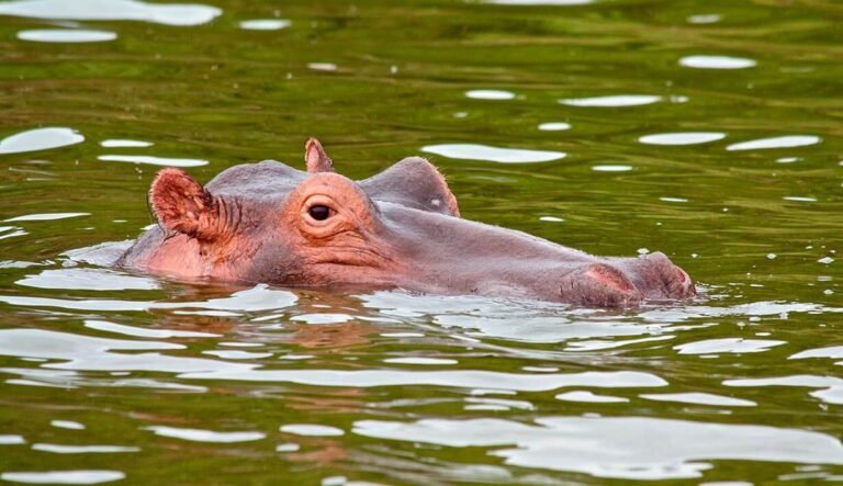 Hippo in lake Mburo