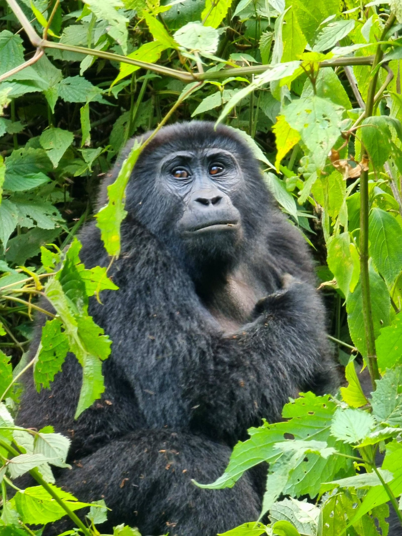 rwanda vs uganda gorilla trekking