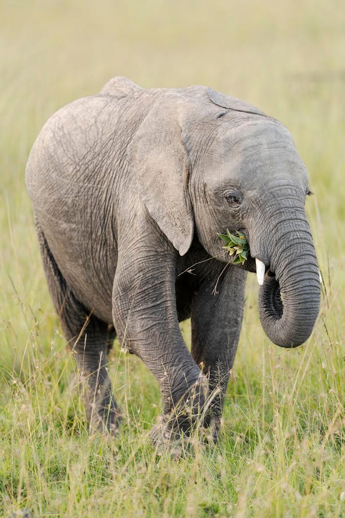 A baby African elephant