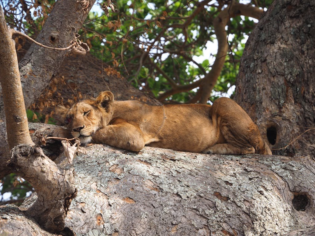 A peaceful lioness resting on a tree branch in Western Uganda's savannah, Queen Elizabeth National Park