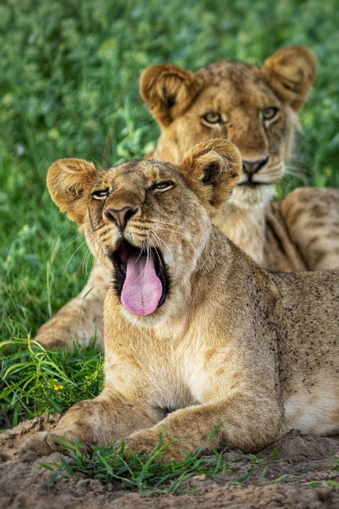 Close-up of two lionesses resting in the grass, captured in the Ugandan savanna.