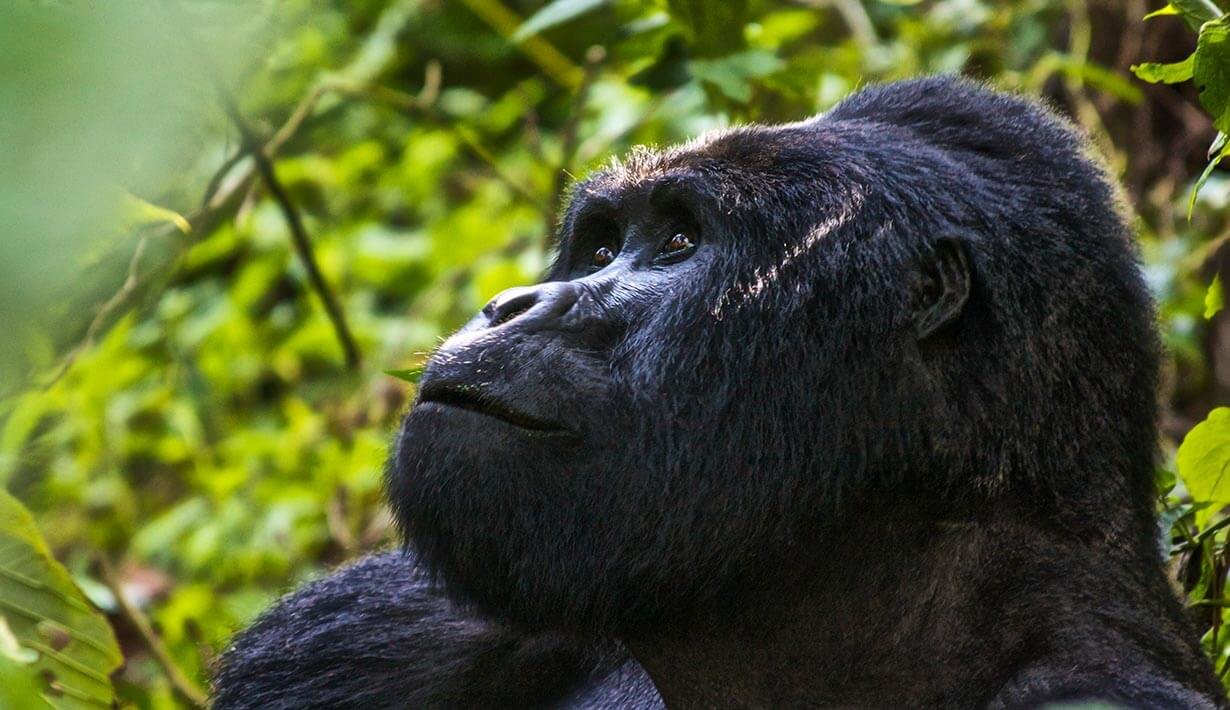 A gorilla looking up in the trees