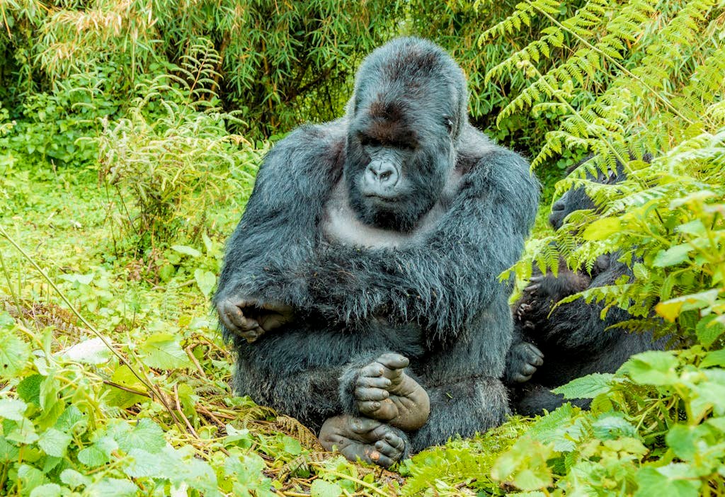 A close-up of a gorilla seated in a green and dense jungle environment, showcasing wildlife in its natural habitat.