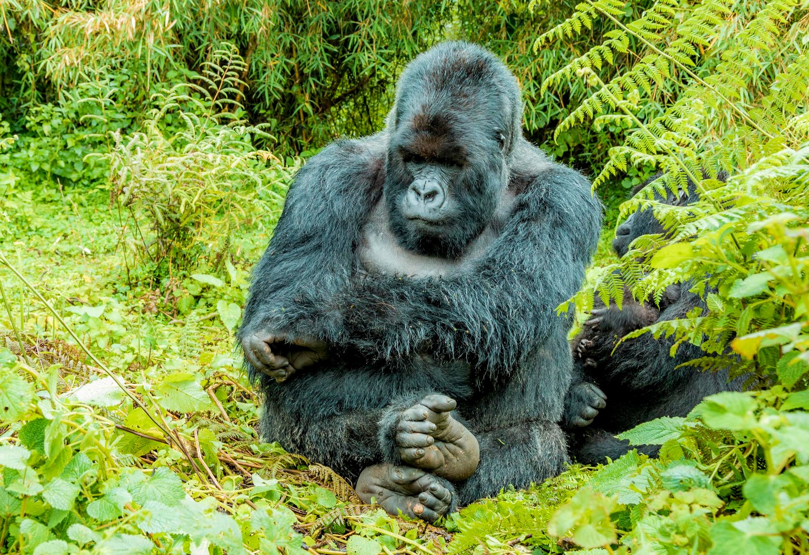 A close-up of a gorilla seated in a green and dense jungle environment, showcasing wildlife in its natural habitat.