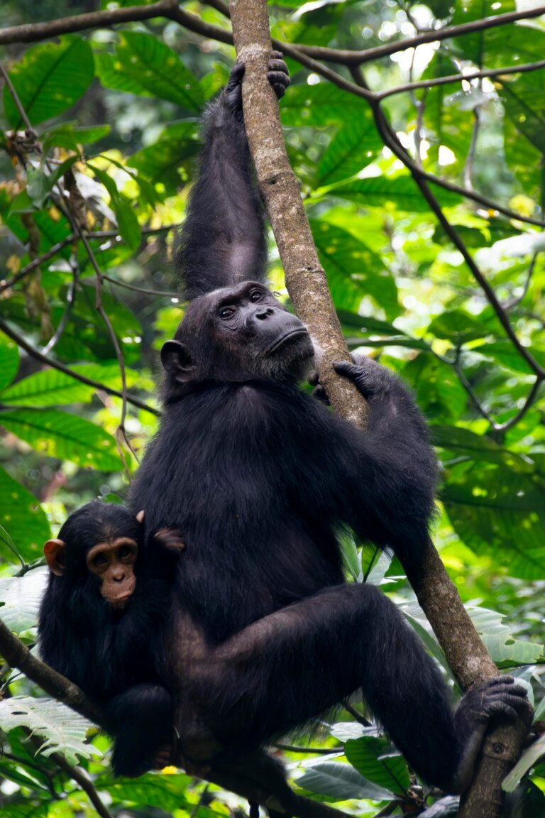 Lake Mburo and Kibale Forest Safari in Uganda – 5 Day Wildlife and Chimpanzee Trekking Tour