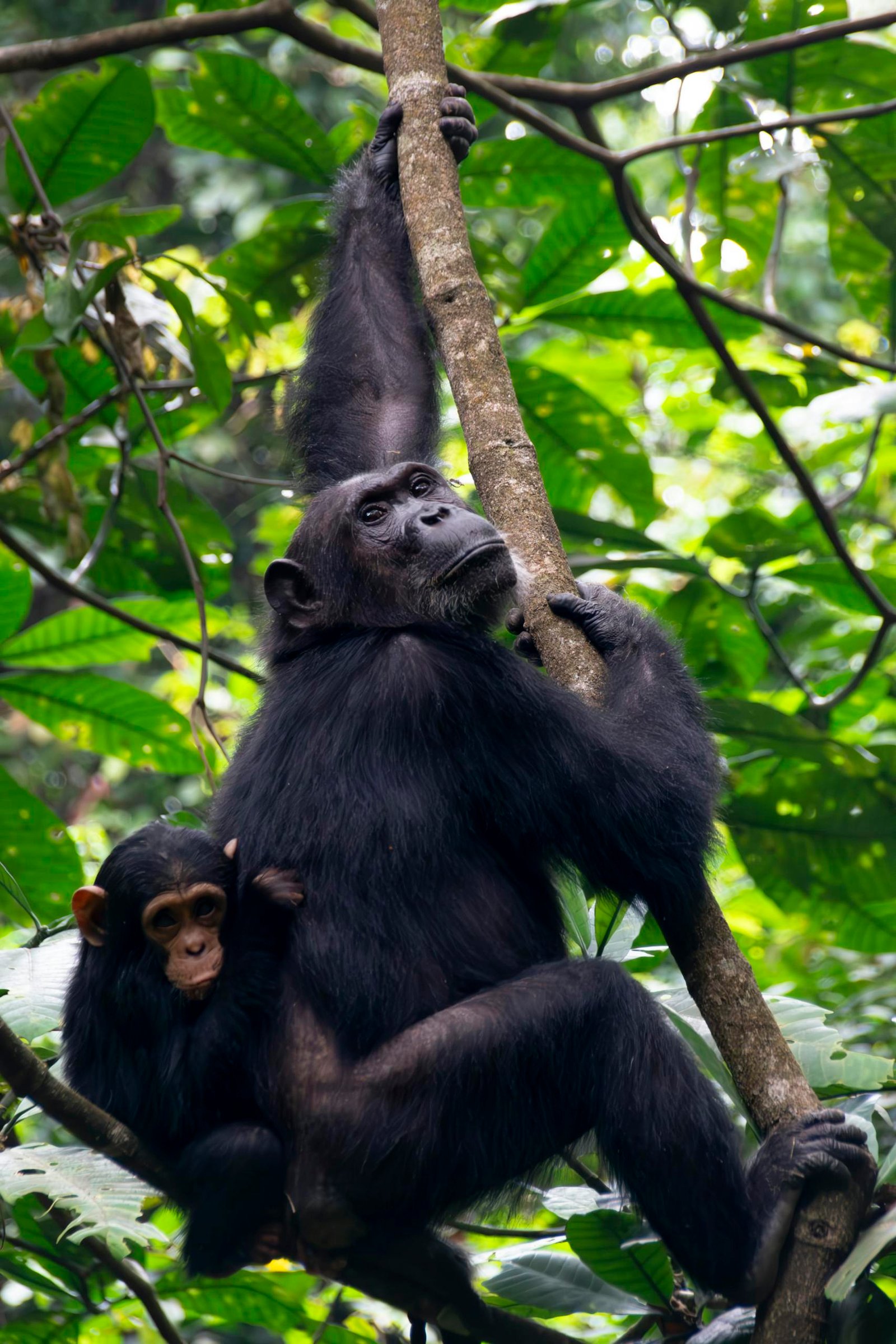 Lake Mburo and Kibale Forest Safari in Uganda – 5 Day Wildlife and Chimpanzee Trekking Tour