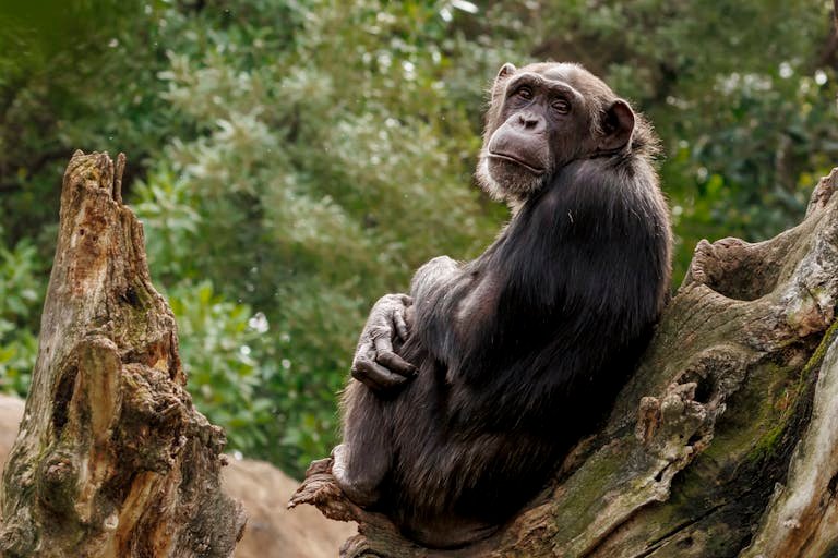 A thoughtful chimpanzee sitting on a tree trunk amidst lush greenery in its natural habitat.
