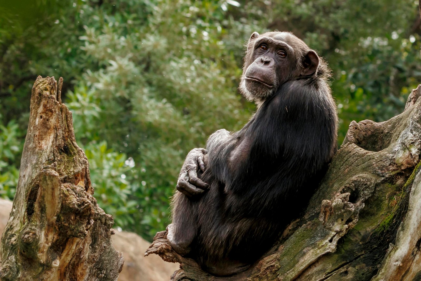 A thoughtful chimpanzee sitting on a tree trunk amidst lush greenery in its natural habitat.
