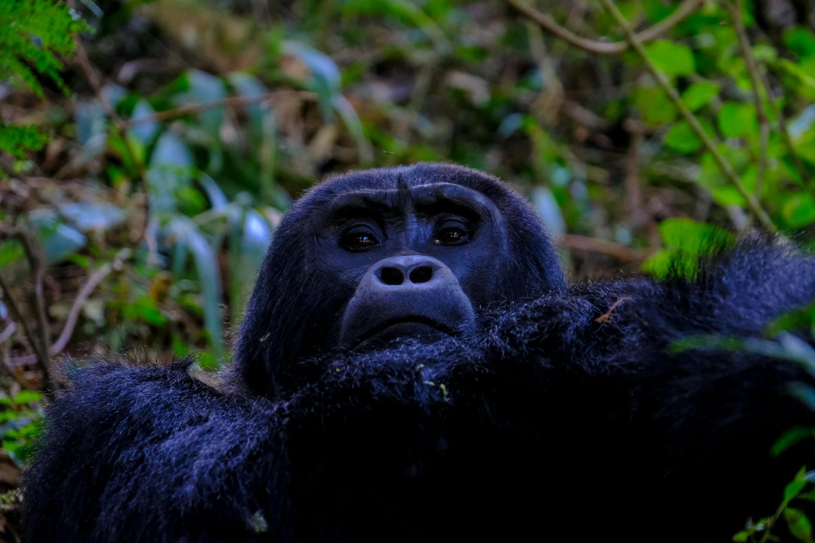 Intimate portrait of a gorilla in its natural habitat, surrounded by lush greenery.