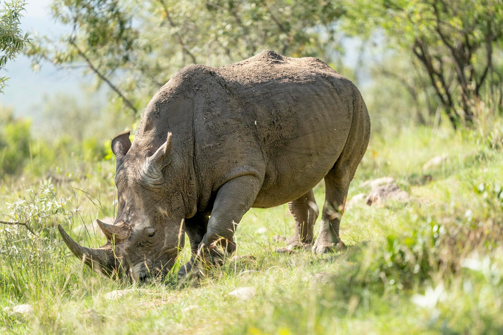 A rhinoceros grazing peacefully in the grasslands during a 11 Days Uganda Safari