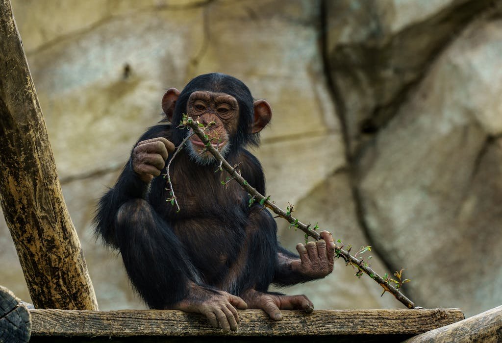 A young chimpanzee sitting and holding a leafy branch in a zoo environment.