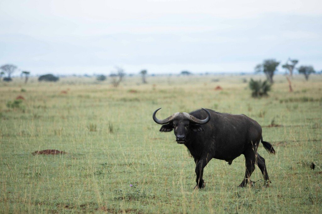 Close-up of a lone buffalo in the expansive Ugandan savanna, capturing the wild essence of Africa.