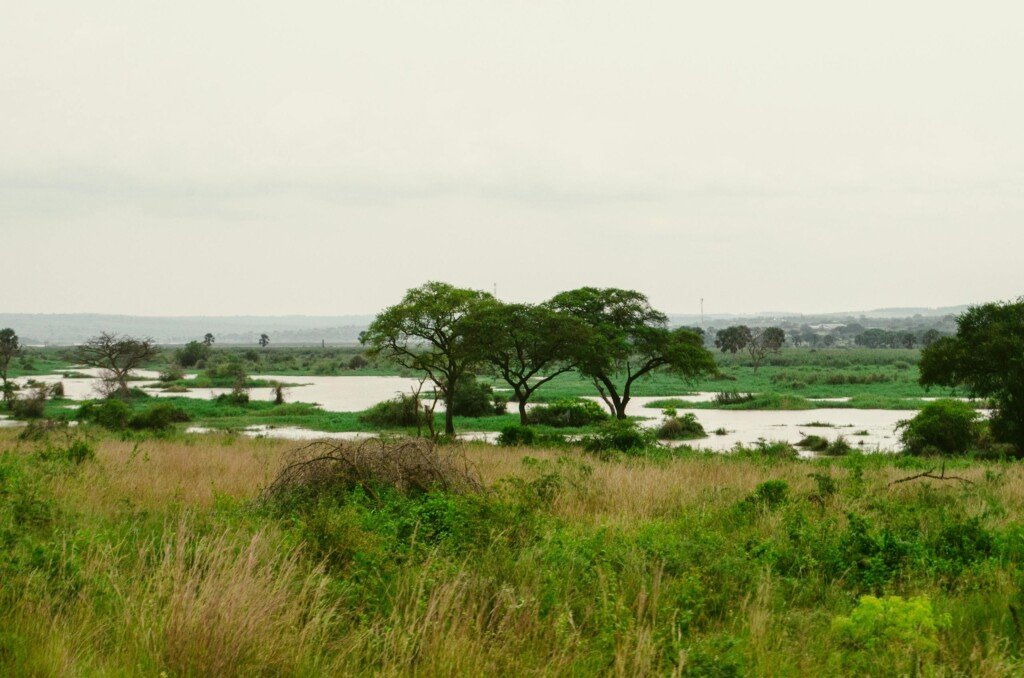 Lush greenery and river view in Murchison Falls National Park, Uganda.