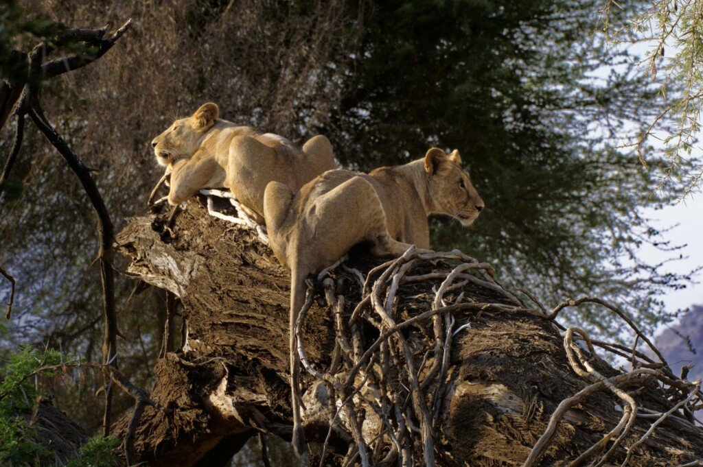 Two lionesses resting on a tree in Queen Elizabeth