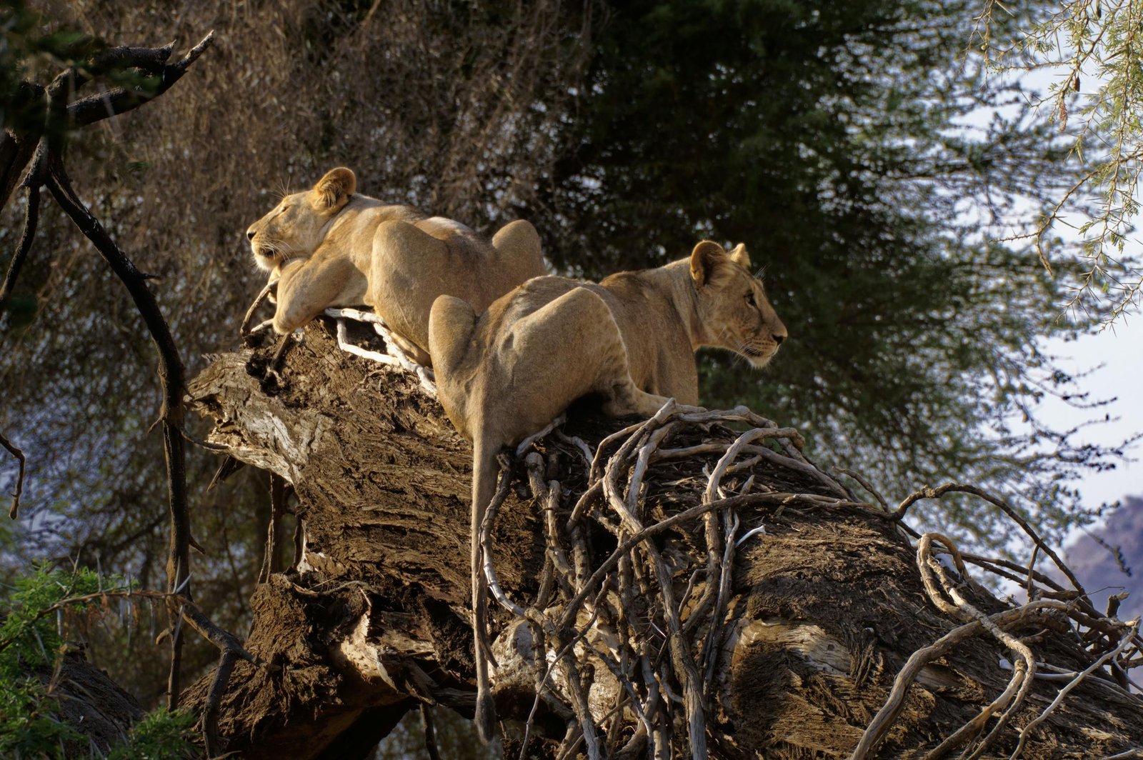 Two lionesses resting on a tree in Queen Elizabeth