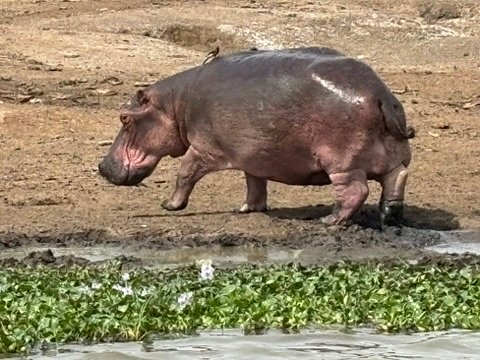 Queen Elizabeth National Park Safari