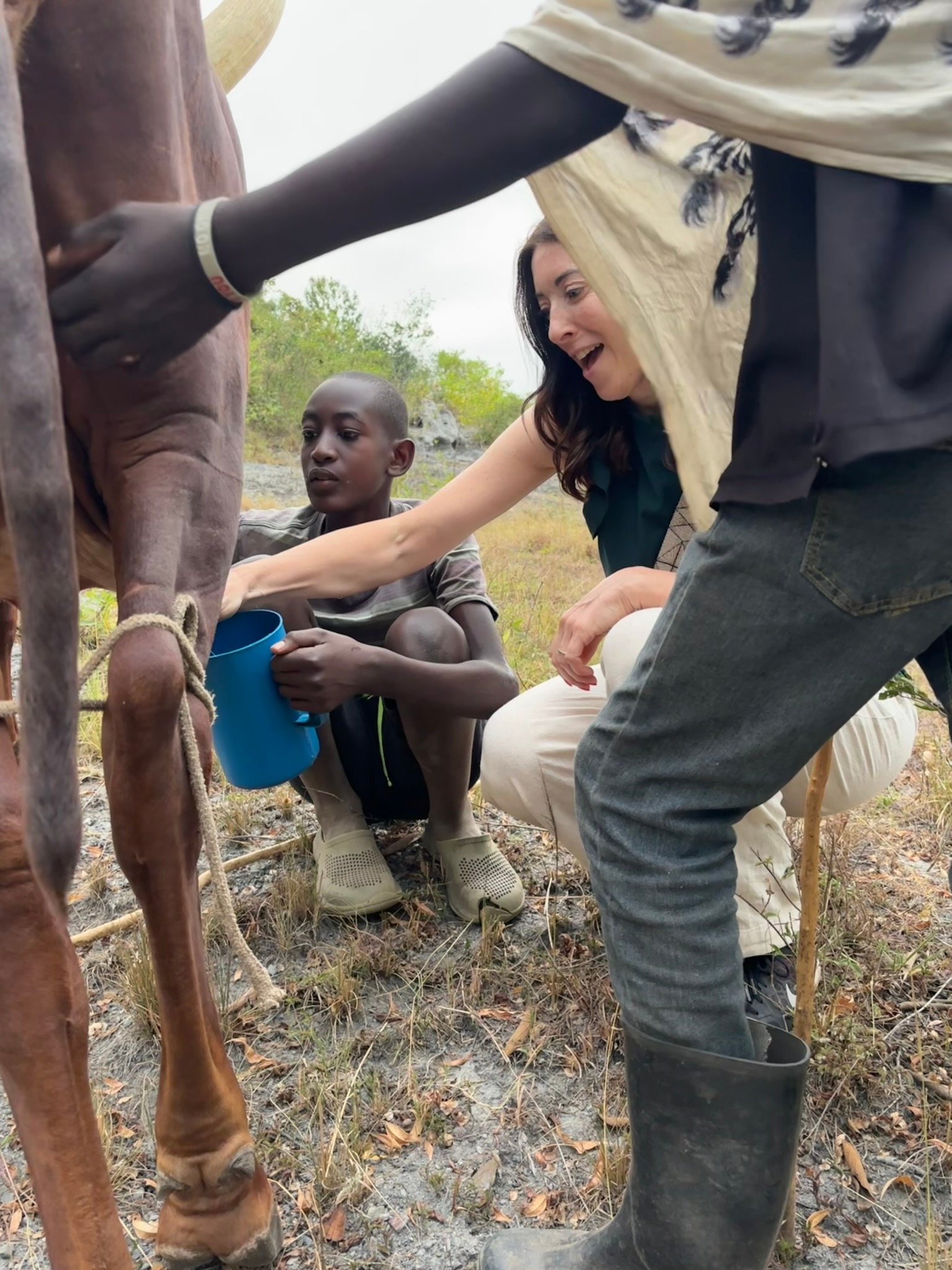 Ankole Cows Milking experience in lake Mburo
