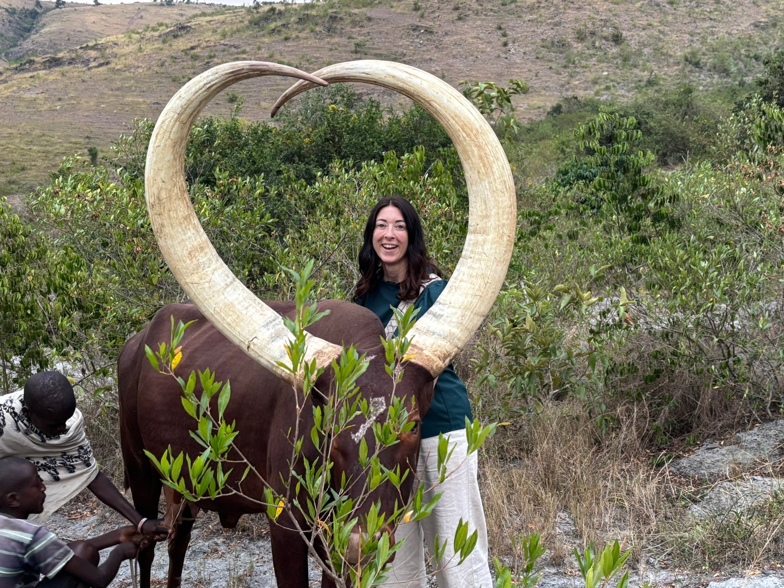 Ankole Cow Milking experience
