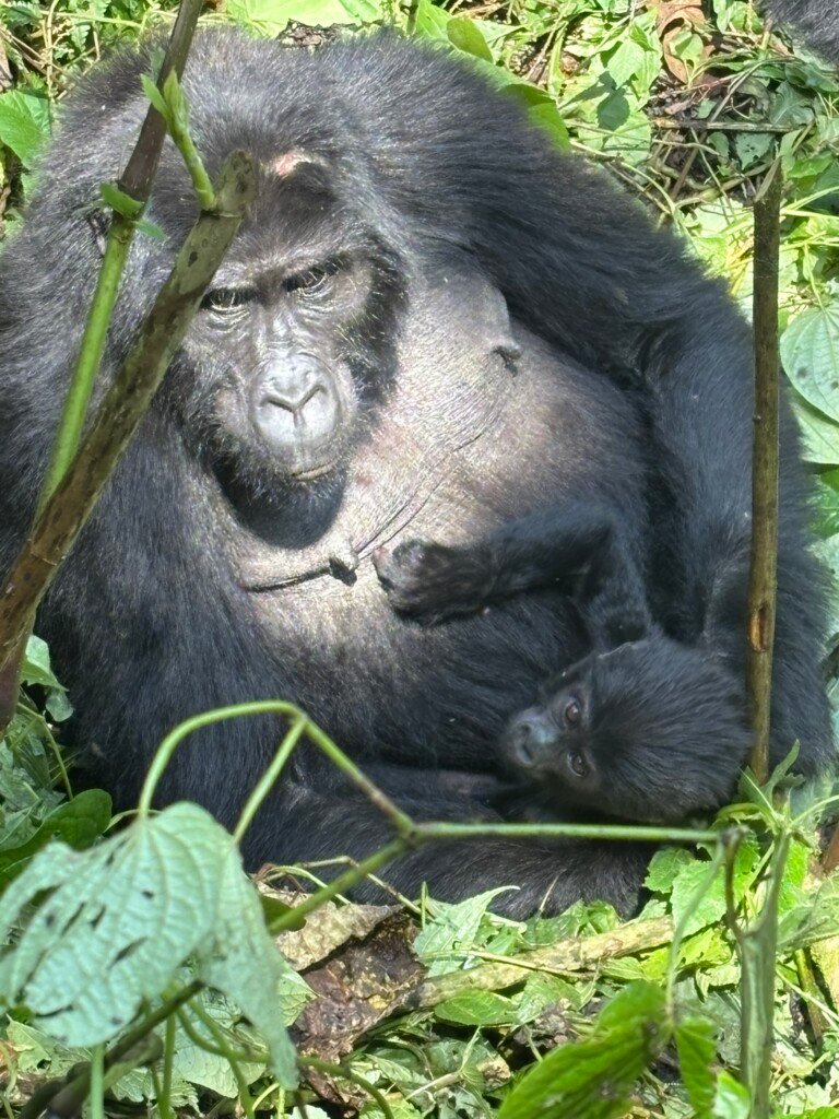 Gorilla trekking Uganda