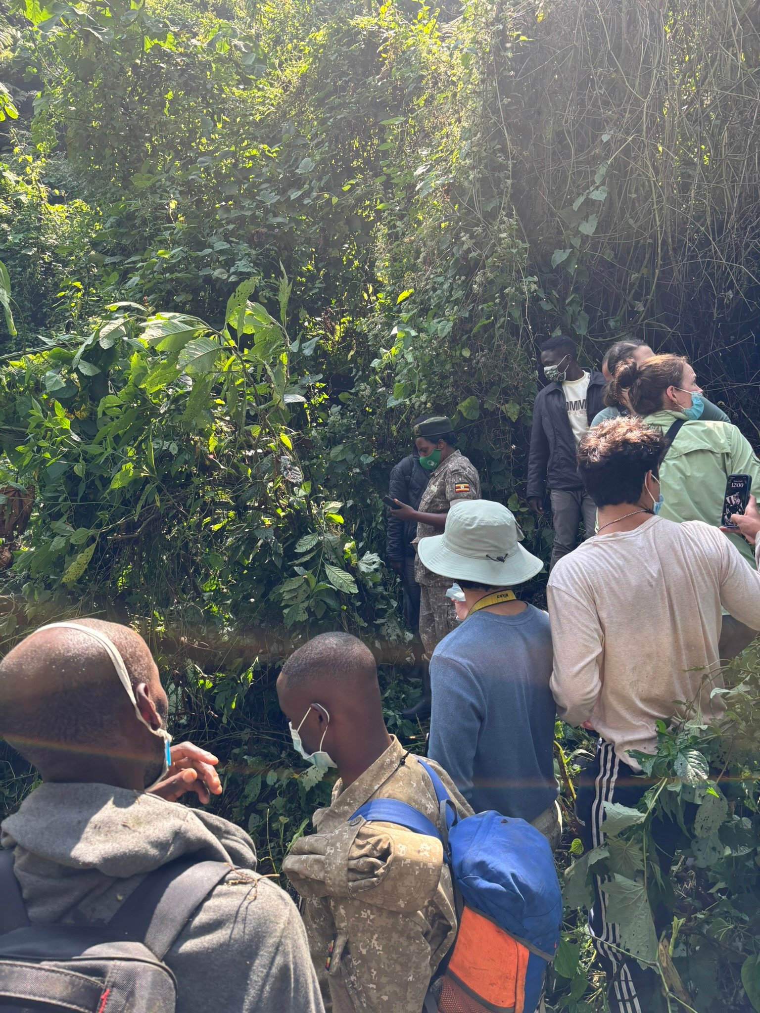 Gorilla trekking Bwindi