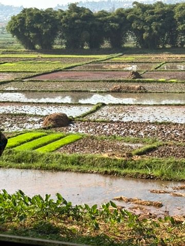 rice fields Uganda