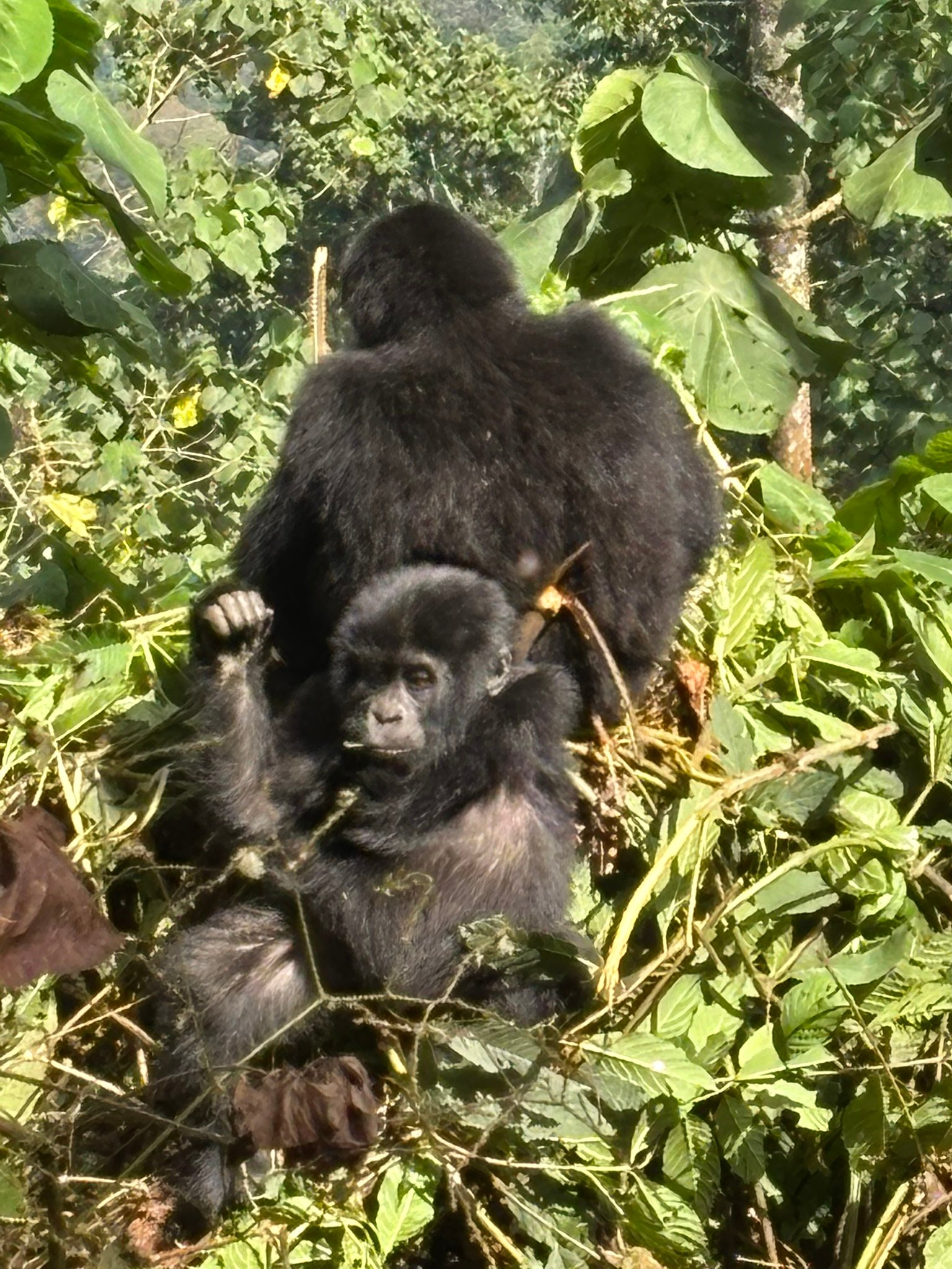 Mountain gorillas Uganda