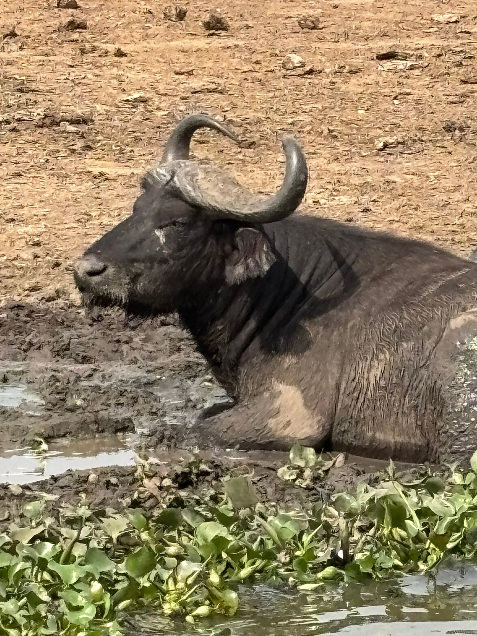 Uganda wildlife safari