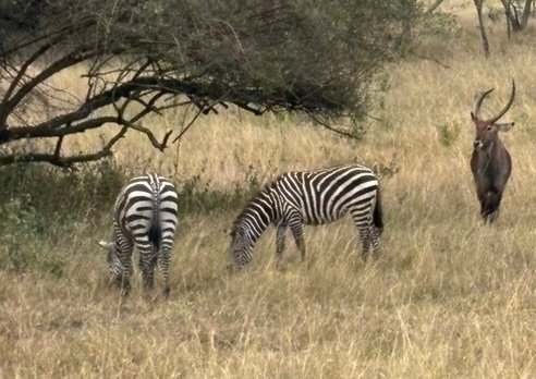 Uganda tourism