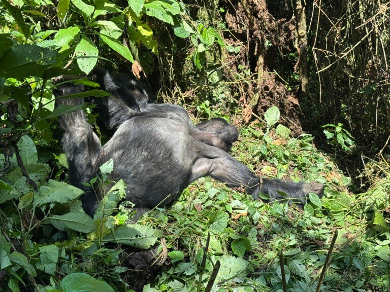 Gorilla Trekking & Lake Bunyonyi Experience