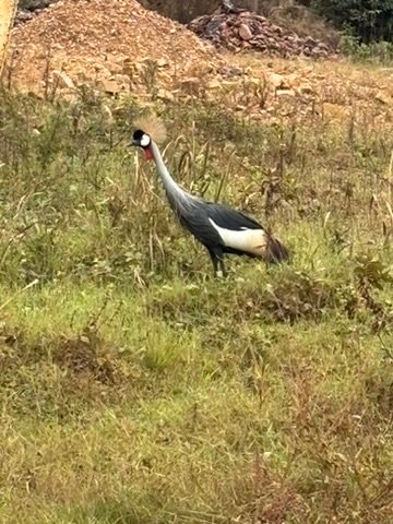 grey crowned crane Uganda