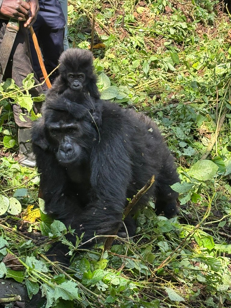Gorilla trekking Bwindi