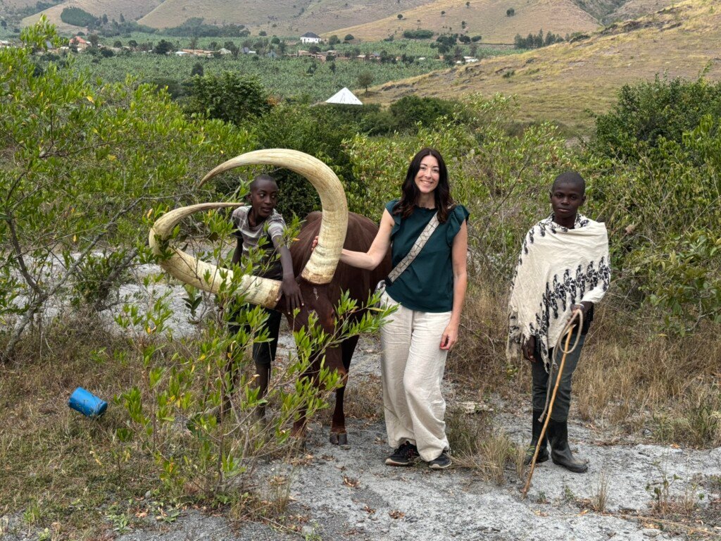 cow milking Ankole cows near Lake Mburo