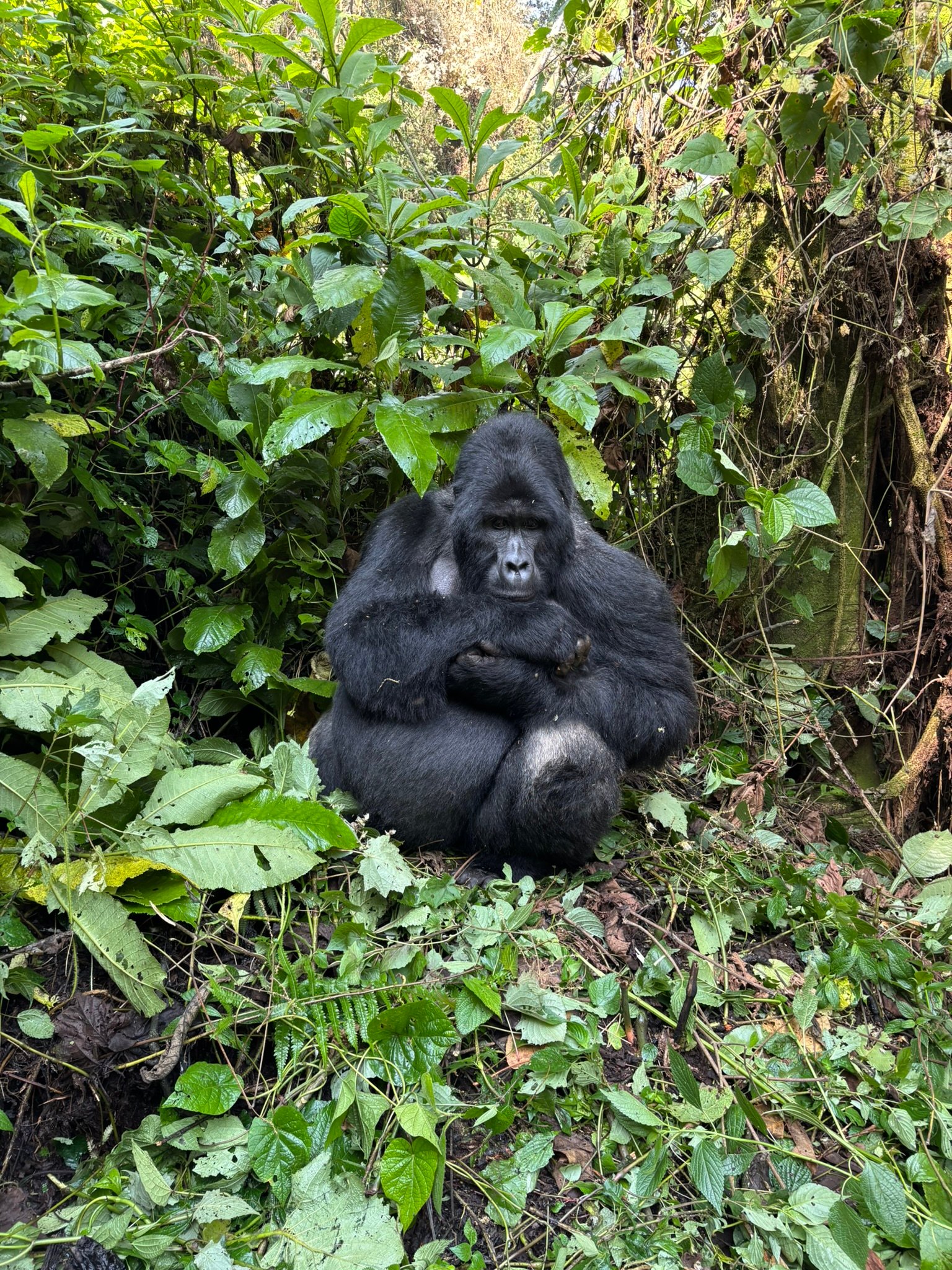 Mountain gorillas Uganda