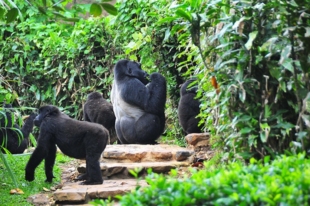 rwanda vs uganda gorilla trekking