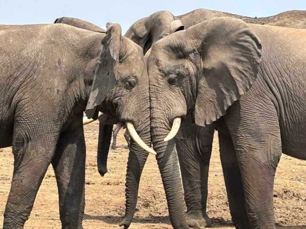 Day 6 – Queen Elizabeth National Park Safari at Sunrise